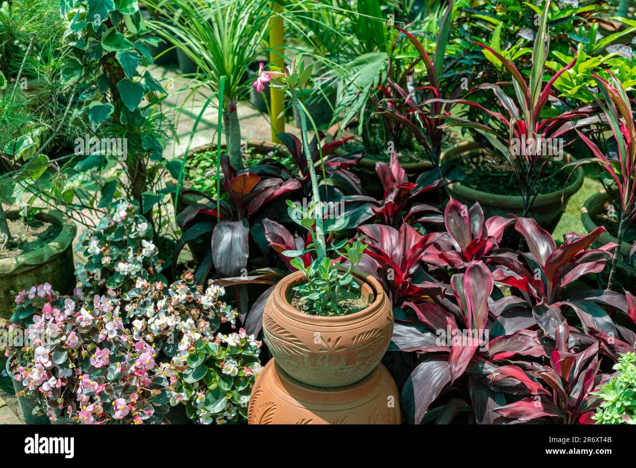 Adenium Desert Rose Sukkulente Pflanze in einem dekorativen Tontopf Stockfoto
