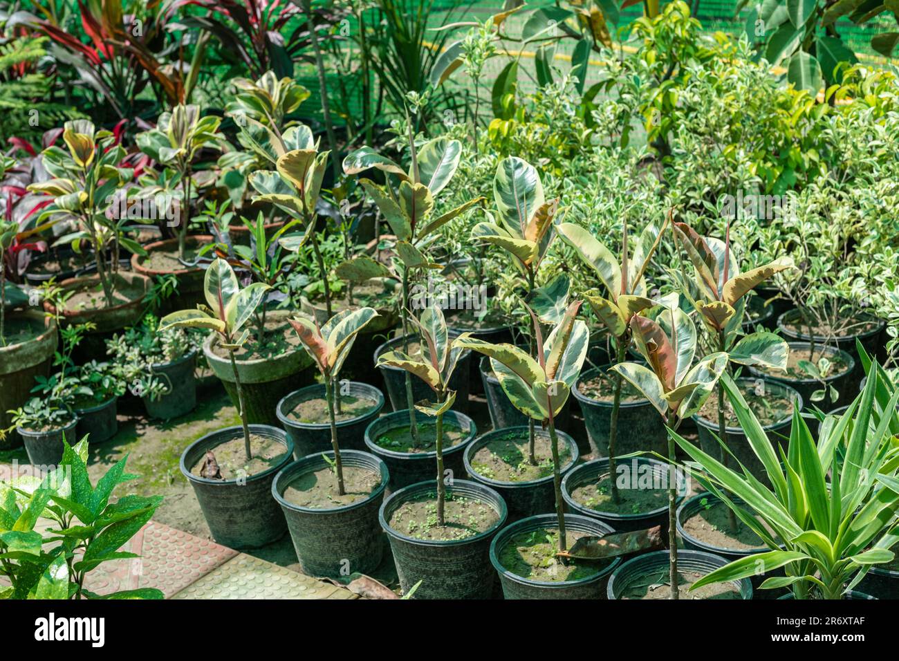 Ficus elastica variegierte Kautschukpflanzen in zum Verkauf stehenden Pflanzenzüchtungen Stockfoto