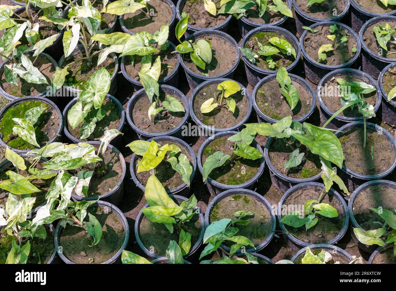 Syngonium podophyllum variegierte Kleinpflanzen in Töpfen in der Baumschule für Haus und Garten. Stockfoto