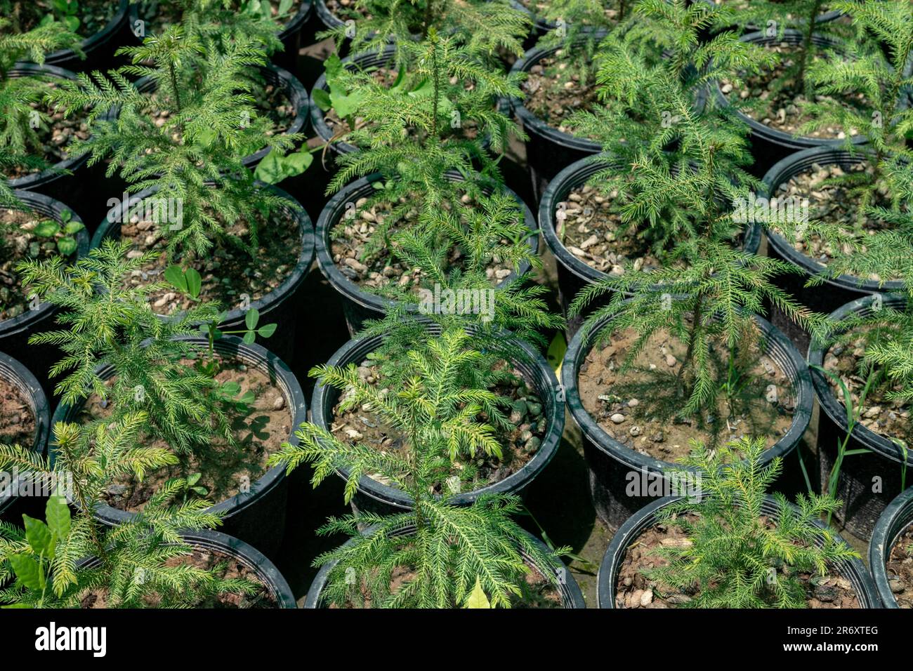 Araucaria-Schirmkiefer-Kleinpflanzen in einer zum Verkauf stehenden Pflanzenkammer Stockfoto
