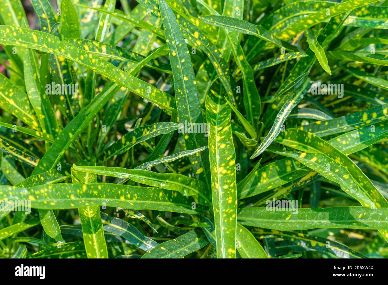 Wunderschöne, gelb gepunktete Blätter von Crotonpflanzen Stockfoto