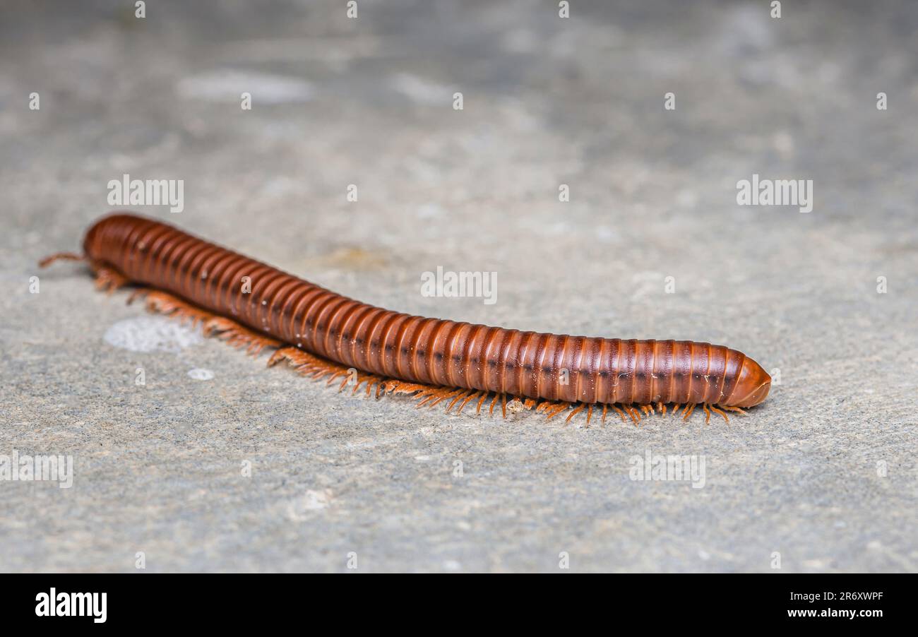 Nahaufnahme eines großen Millipedes, der auf dem Zementboden krabbelt, selektiver Fokus. Stockfoto