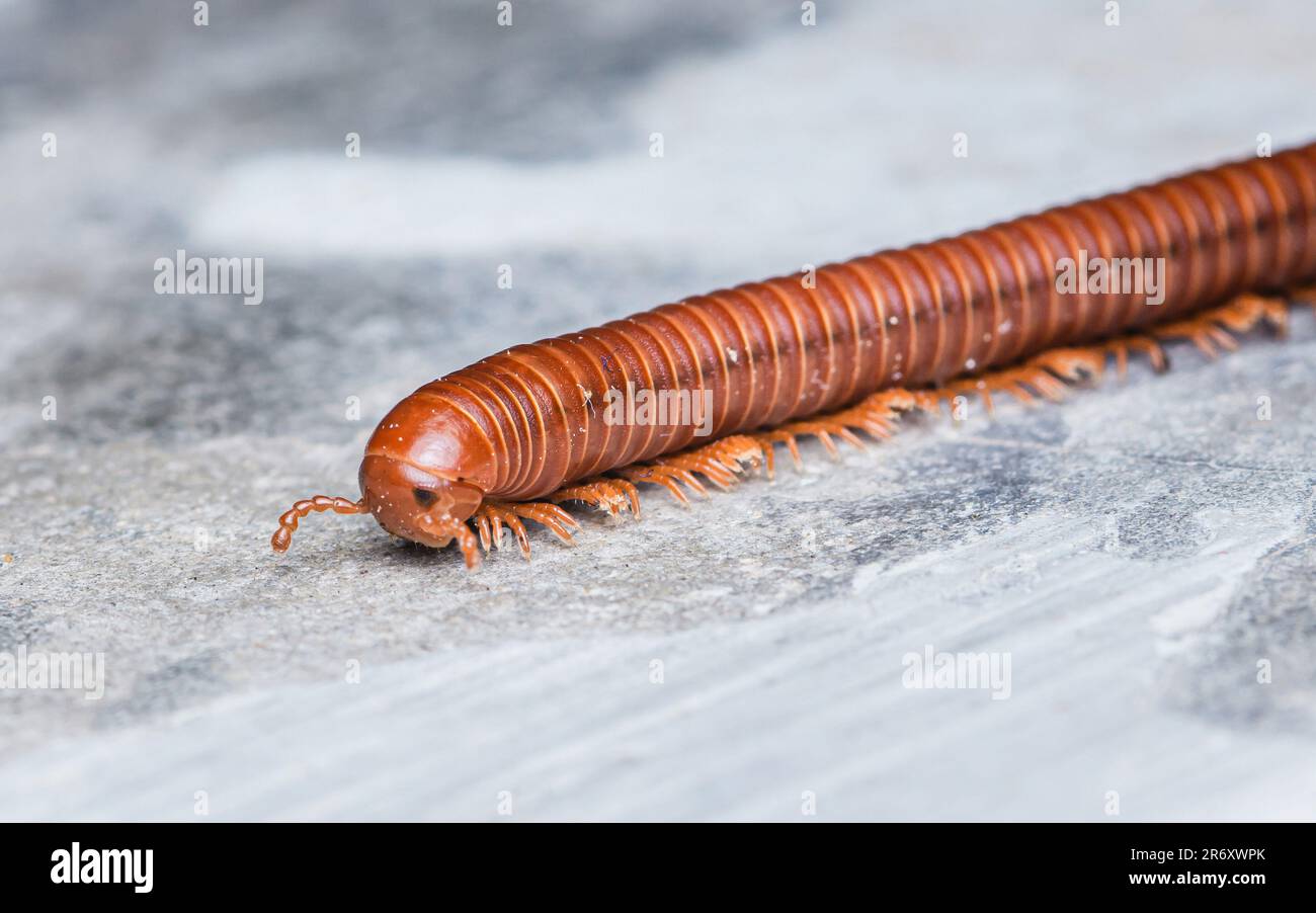 Nahaufnahme eines großen Millipedes, der auf dem Zementboden krabbelt, selektiver Fokus. Stockfoto
