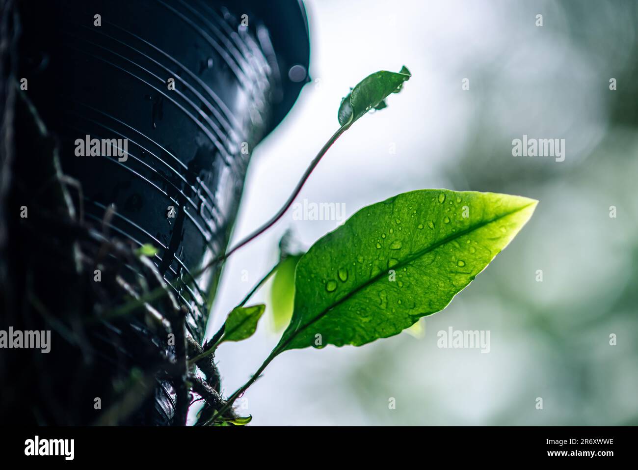 Wunderschöne Regentropfen auf grünen Blättern am Morgen, Makrofoto mit vielen Tröpfchen und frisch von der Natur, selektiver Fokus. Stockfoto