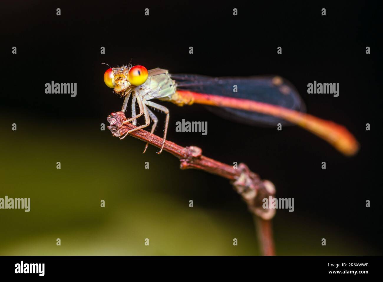 Eine orangefarbene Damfliege hoch oben auf einem Ast und Naturhintergrund, selektiver Fokus, Insektenmakro, farbenfrohes Insekt in Thailand. Stockfoto