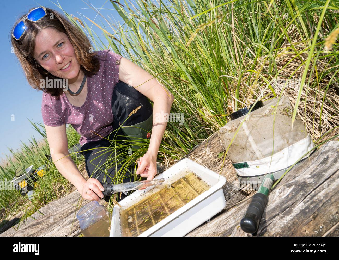 Gnevezin, Deutschland. 07. Juni 2023. Mandy Schäfer, Biologe am Friedrich-Loeffler-Institut (FLI), sammelt Moskitolarven. Im Rahmen eines dreijährigen Projekts (CuliMoor) will die FLI zusammen mit dem Greifswald Moor Centrum den Einfluss auf das Auftreten von Moskitos erforschen. Zu diesem Zweck wurden südlich der Peener-Mündung Mückenfallen aufgestellt. (Dpa: Wie beeinflussen Feuchtmoore Moskitos? Außendienst gestartet) Kredit: Stefan Sauer/dpa/Alamy Live News Stockfoto