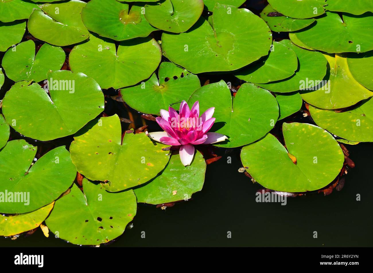 Teichpflanzen Stockfoto