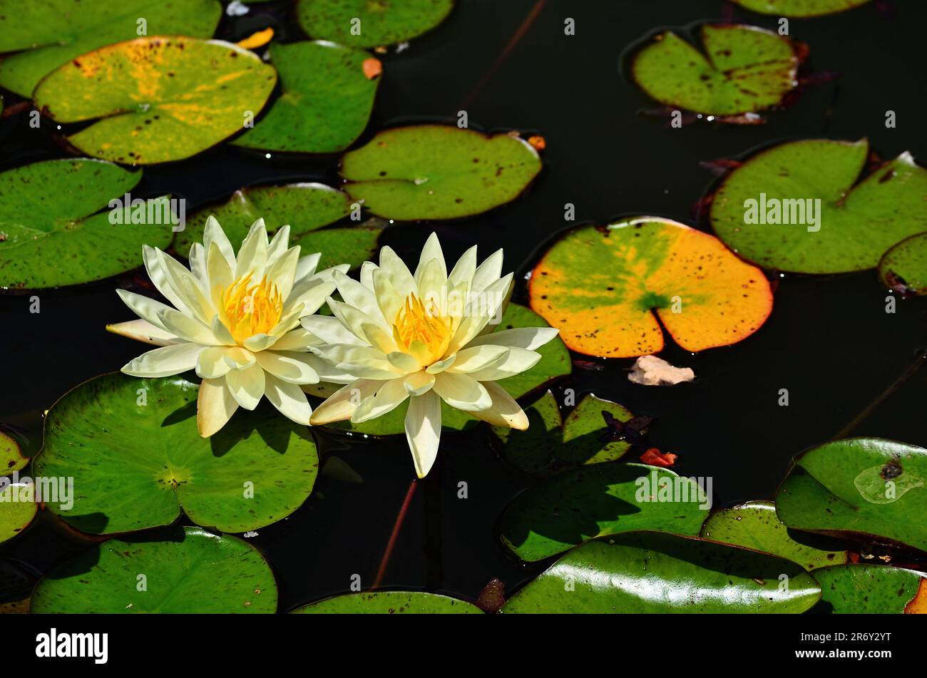 Teichpflanzen Stockfoto