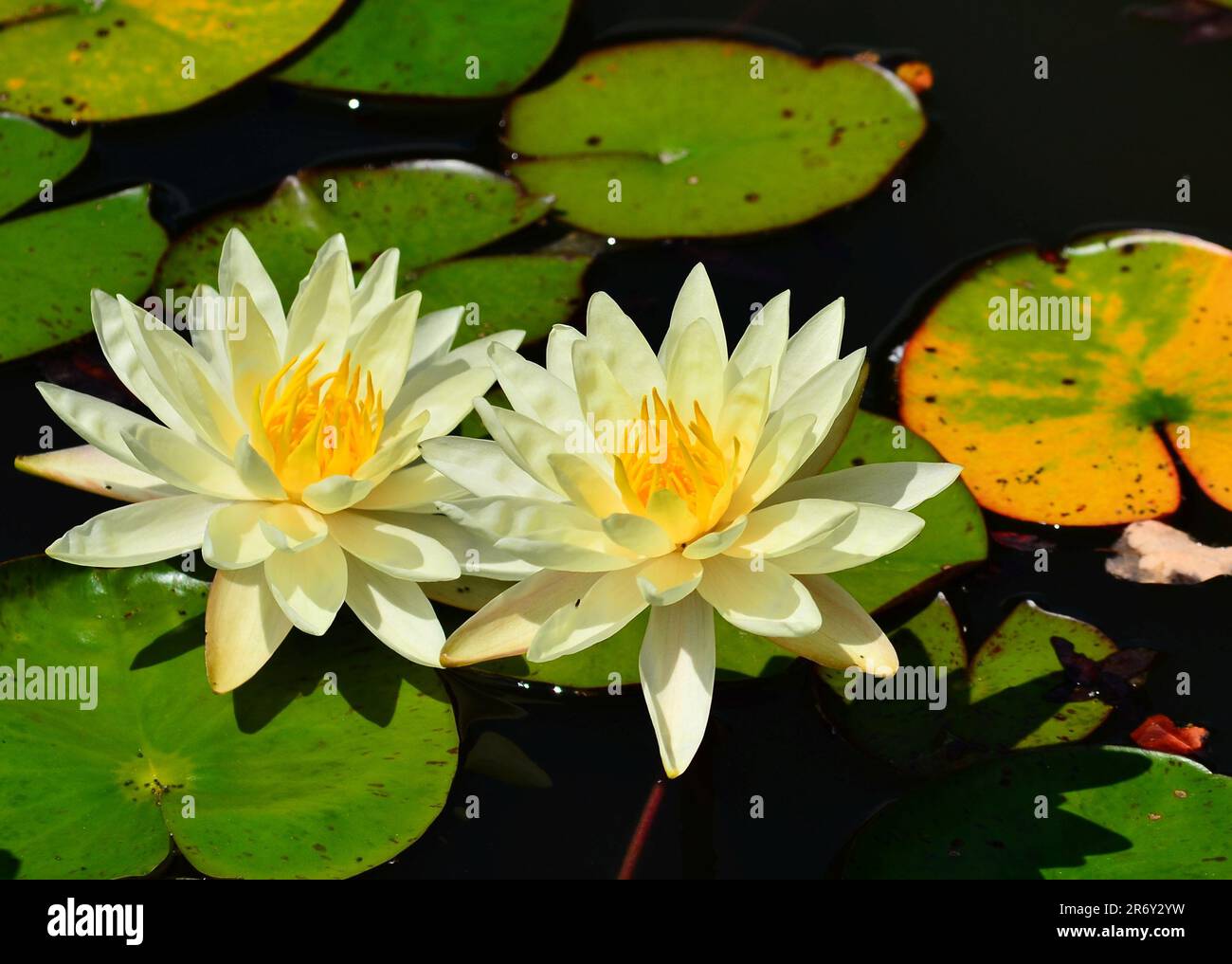 Teichpflanzen Stockfoto