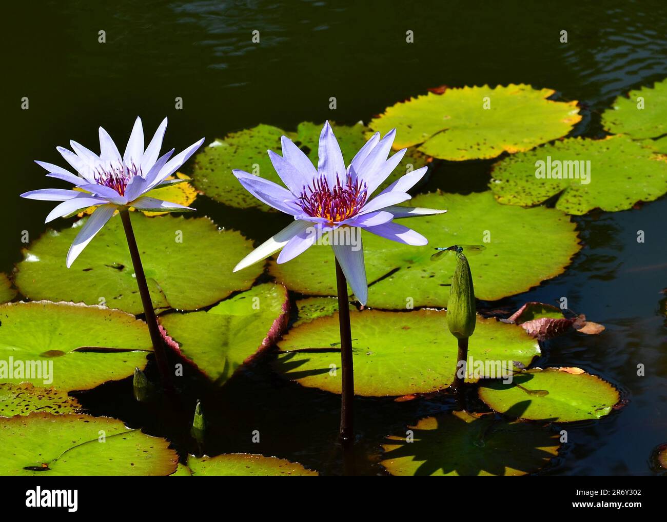 Teichpflanzen Stockfoto