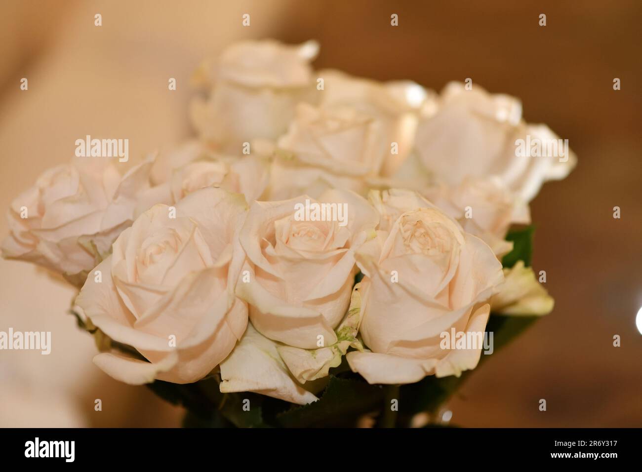 Weiße Rosen in einem Haufen, Nahaufnahme. Stockfoto