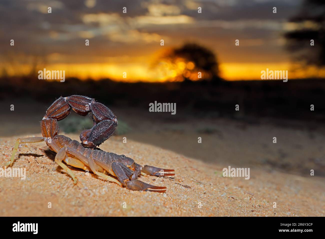 Granulierter Dickschwanzskorpion (Parabuthus granulatus) bei Sonnenuntergang, Kalahari Wüste, Südafrika Stockfoto
