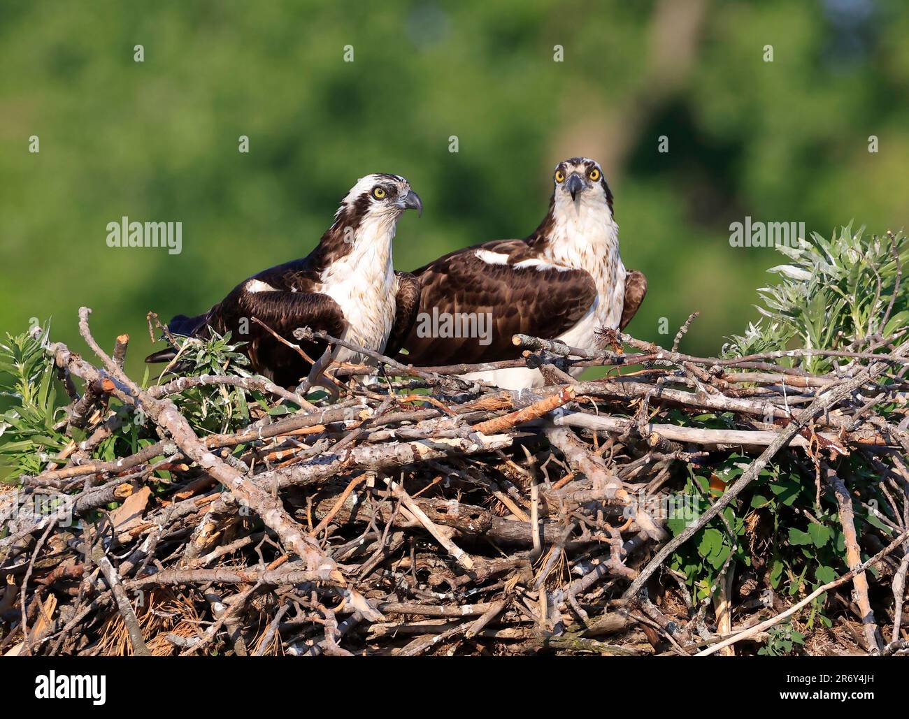 Osprey-Familie im Nest, Quebec, Kanada Stockfoto
