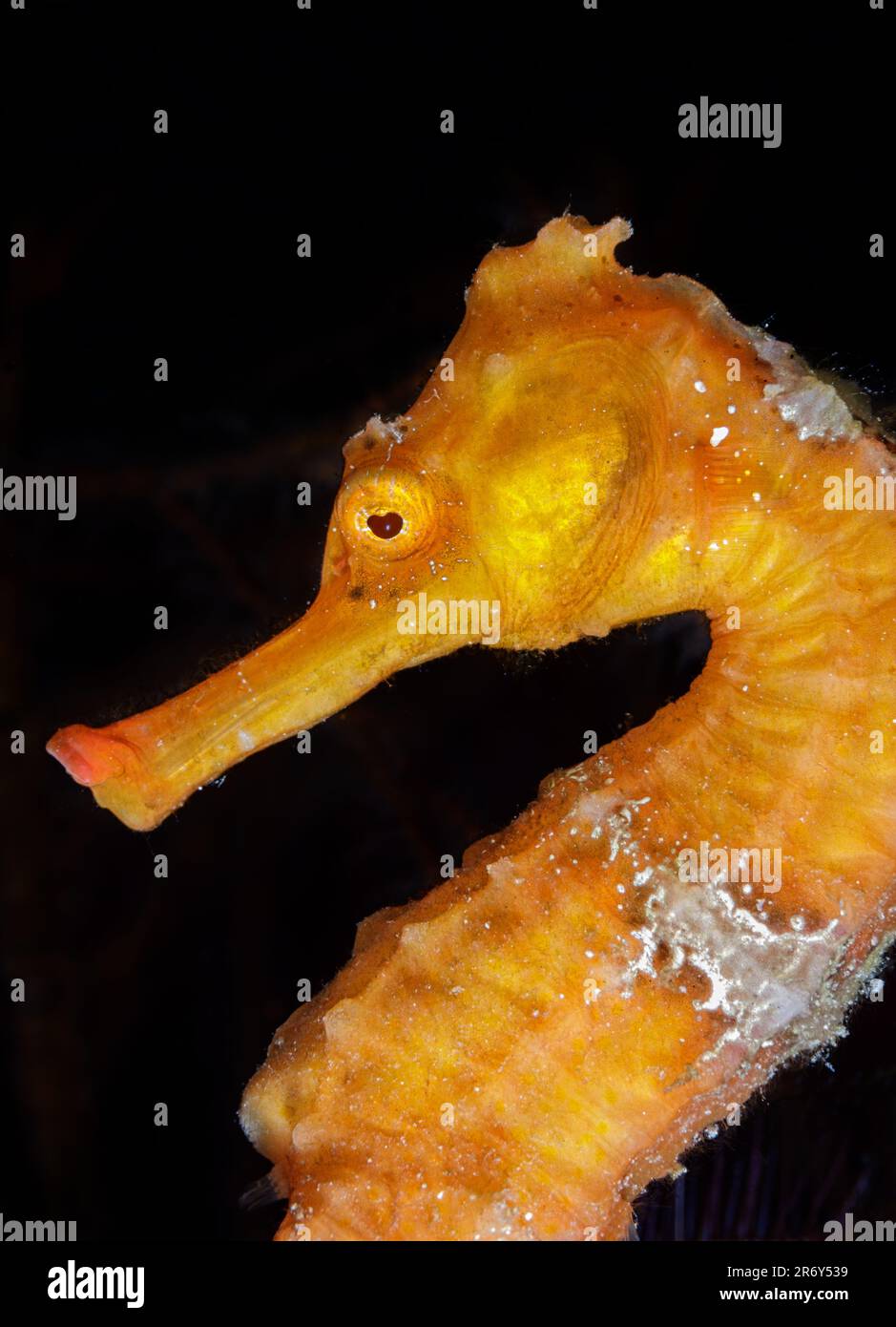 Ein Orange Sea Horse mit grauen Streifen findet nachts in Korallenfans Schutz im Belize Barrier Reef Stockfoto
