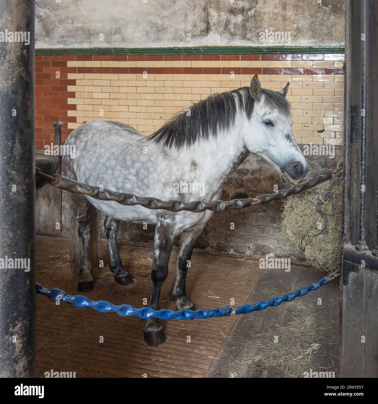 Wunderschönes graues Pony in einem fantastischen alten Stall auf der Cappelside Farm, Rathmell, North Yorkshire (11. Juni 2023) Stockfoto