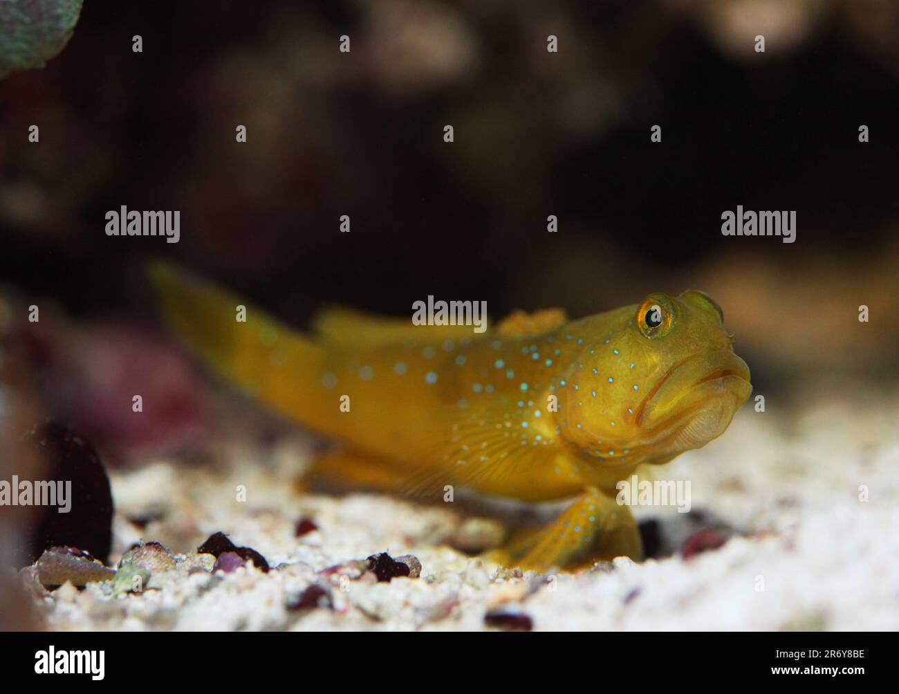 Gelber Wachmann Goby (Cryptocentrus cintus) im Meeres-Riff-Aquarium Stockfoto