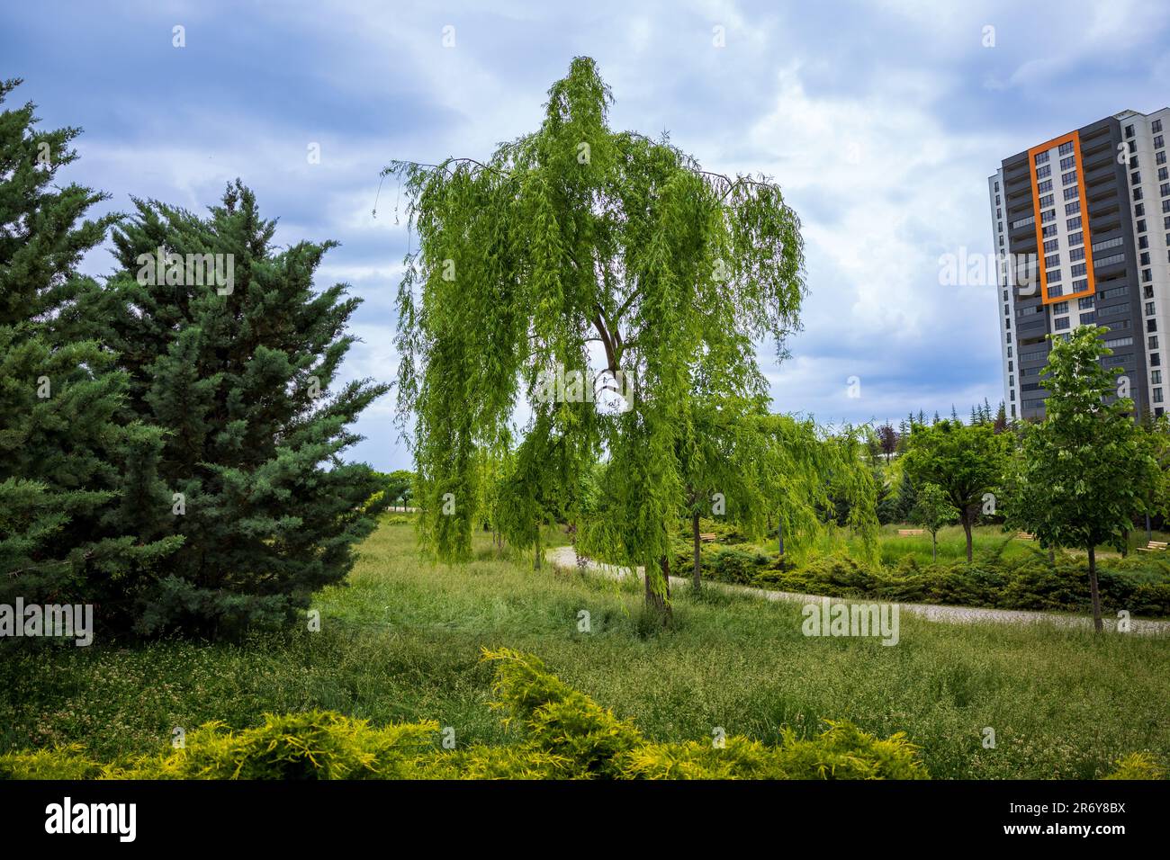 Wunderschöner Grüner Trauerweidenbaum Stockfoto