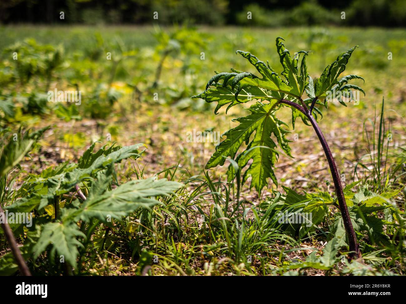 Blaubeuren, Deutschland. 06. Juni 2023. Riesige Hogweed-Pflanzen wachsen  auf einer Wiese in einem bewaldeten Gebiet in der Nähe von Blaubeuren. der  saft der Pflanze ist gefährlich und kann Verbrennungen an der Haut