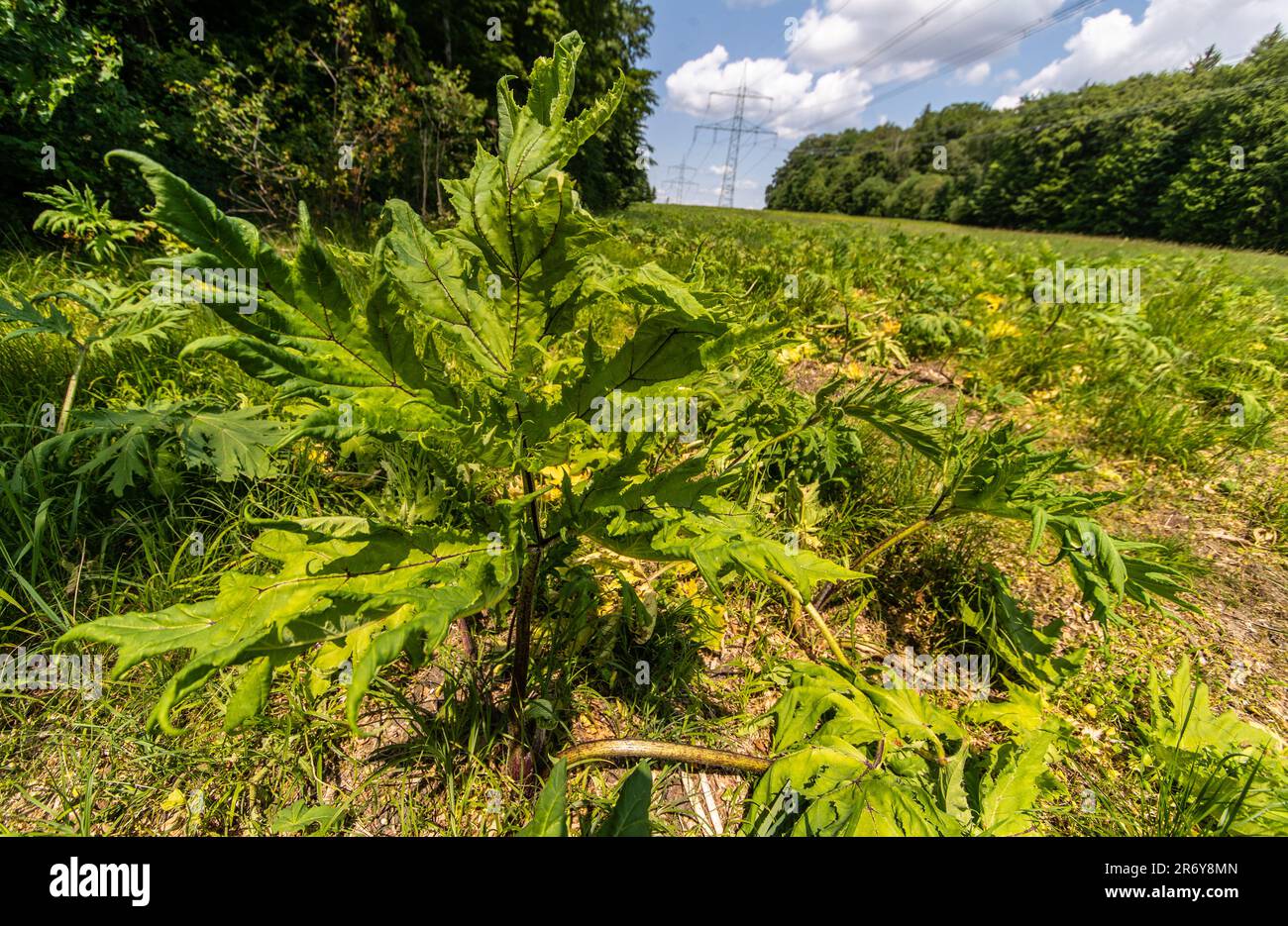 Blaubeuren, Deutschland. 06. Juni 2023. Riesige Hogweed-Pflanzen wachsen  auf einer Wiese in einem bewaldeten Gebiet in der Nähe von Blaubeuren. der  saft der Pflanze ist gefährlich und kann Verbrennungen an der Haut