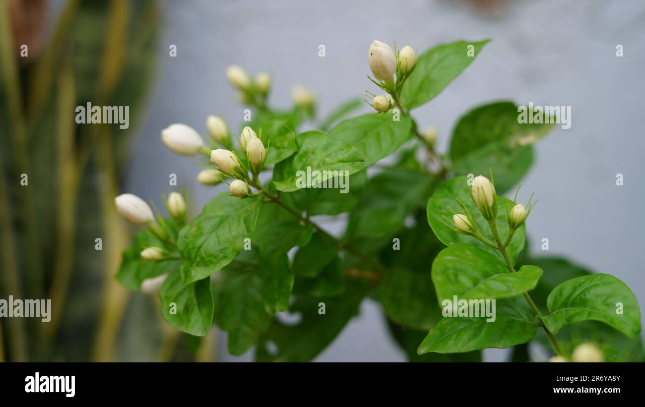 Zitrusaurantium oder Bitterorange, weiße Blüten auf verschwommenem Hintergrund. Marmelade Orange ist Zierzitrusbaum, blühende Pflanze in der Rue Fam Stockfoto