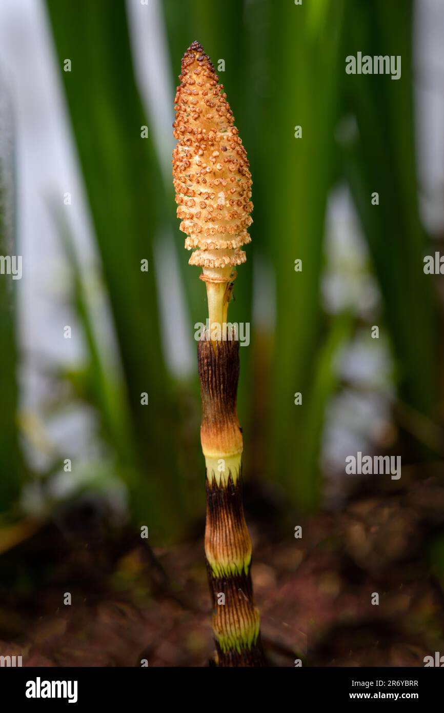 Eine Nahaufnahme der Pflanze namens Horsetail, Equisetum arvense oder Stutenschwanz. Es zeigt einen einzelnen Stamm vor einem natürlichen, verschwommenen Hintergrund Stockfoto