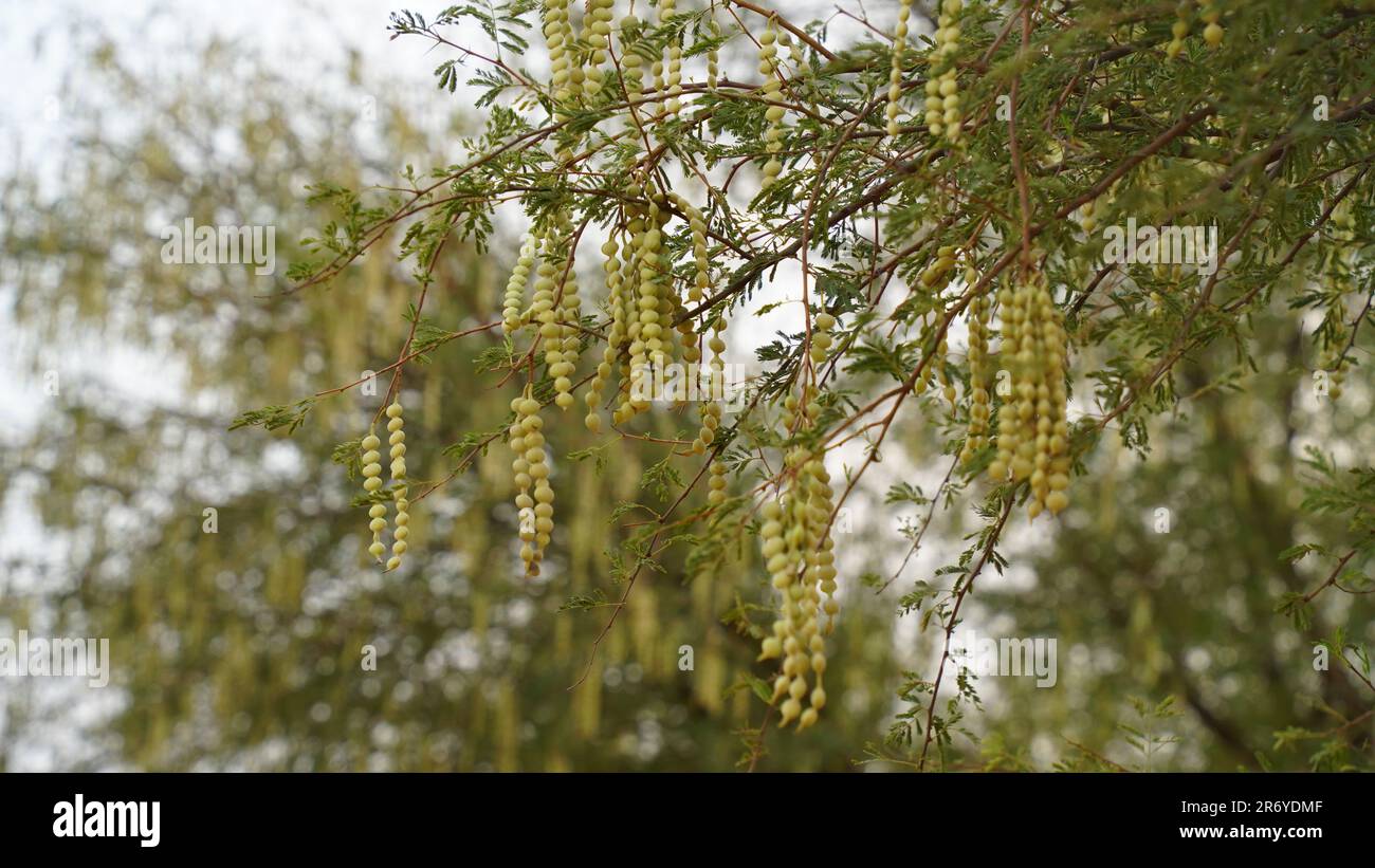 Kaugummi-Akazien Senegalia senegal. Vachellia nilotica, allgemein bekannt als gummi-arabischer Baum, Babul, Dornmimose, ägyptische Akazie oder thornige Akazie ist eine Stockfoto