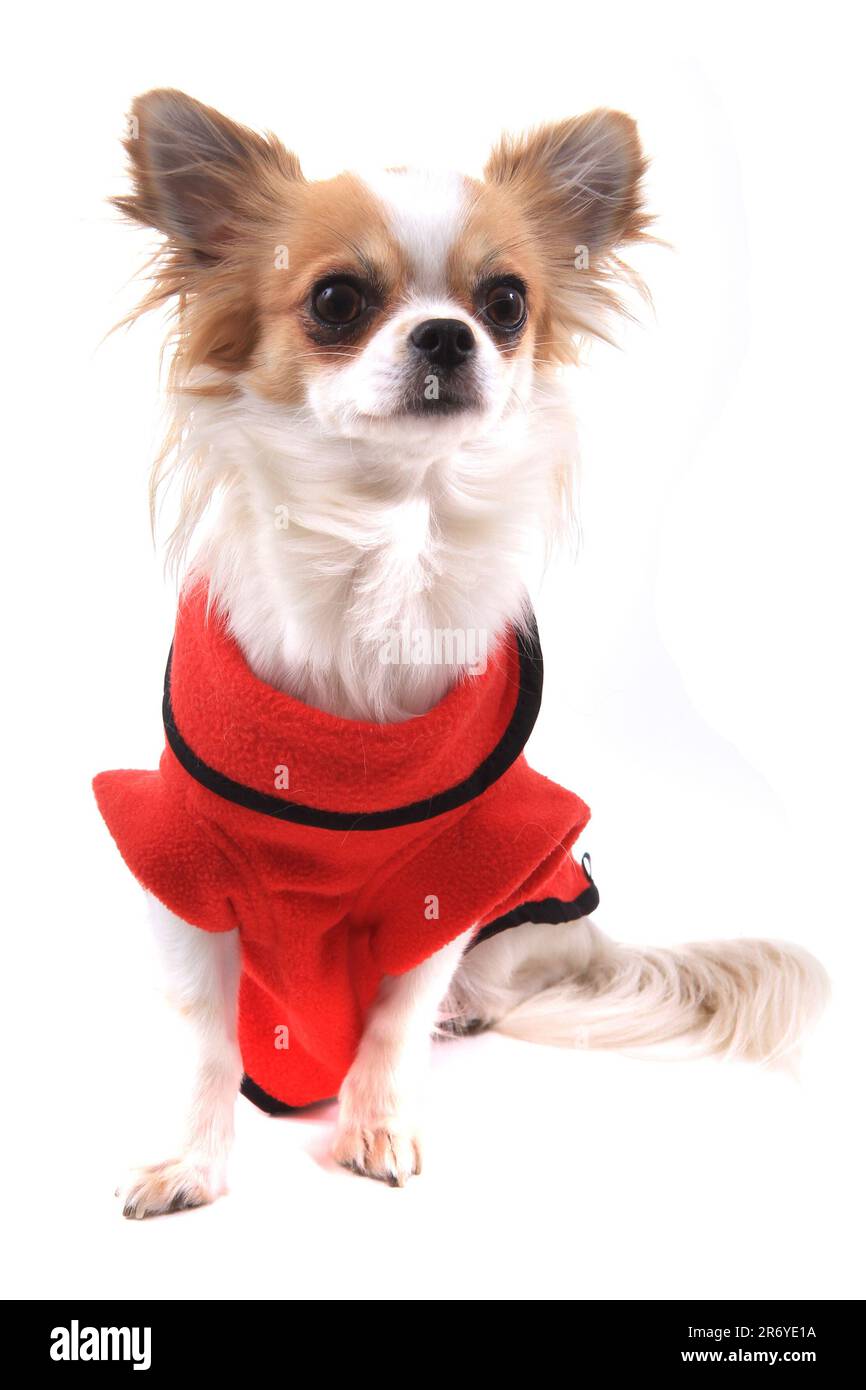Gekleidete chihuahua Violka isoliert auf weißem Hintergrund Stockfoto