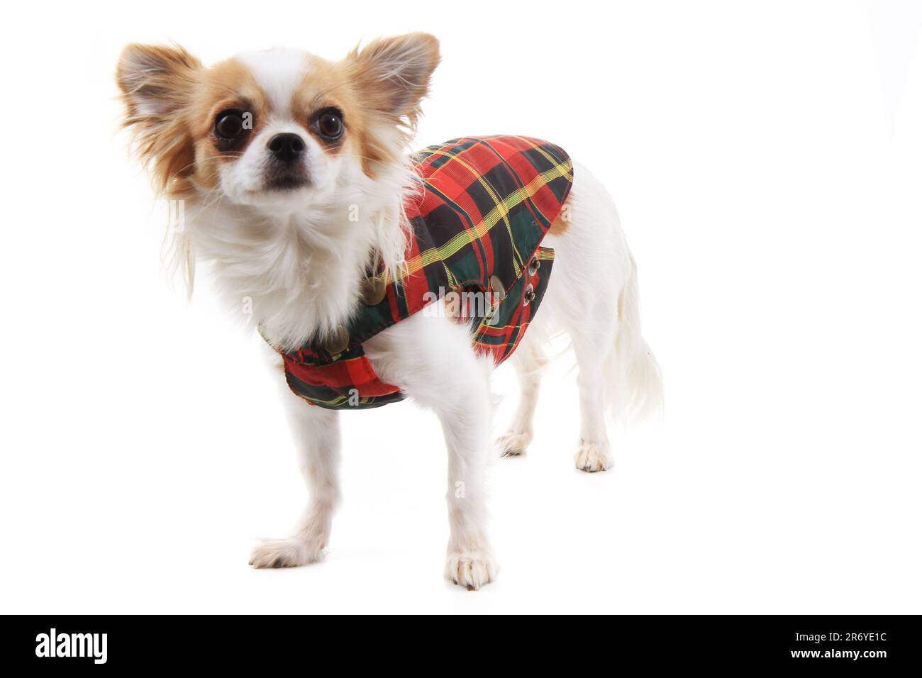 Gekleidete chihuahua Violka isoliert auf weißem Hintergrund Stockfoto