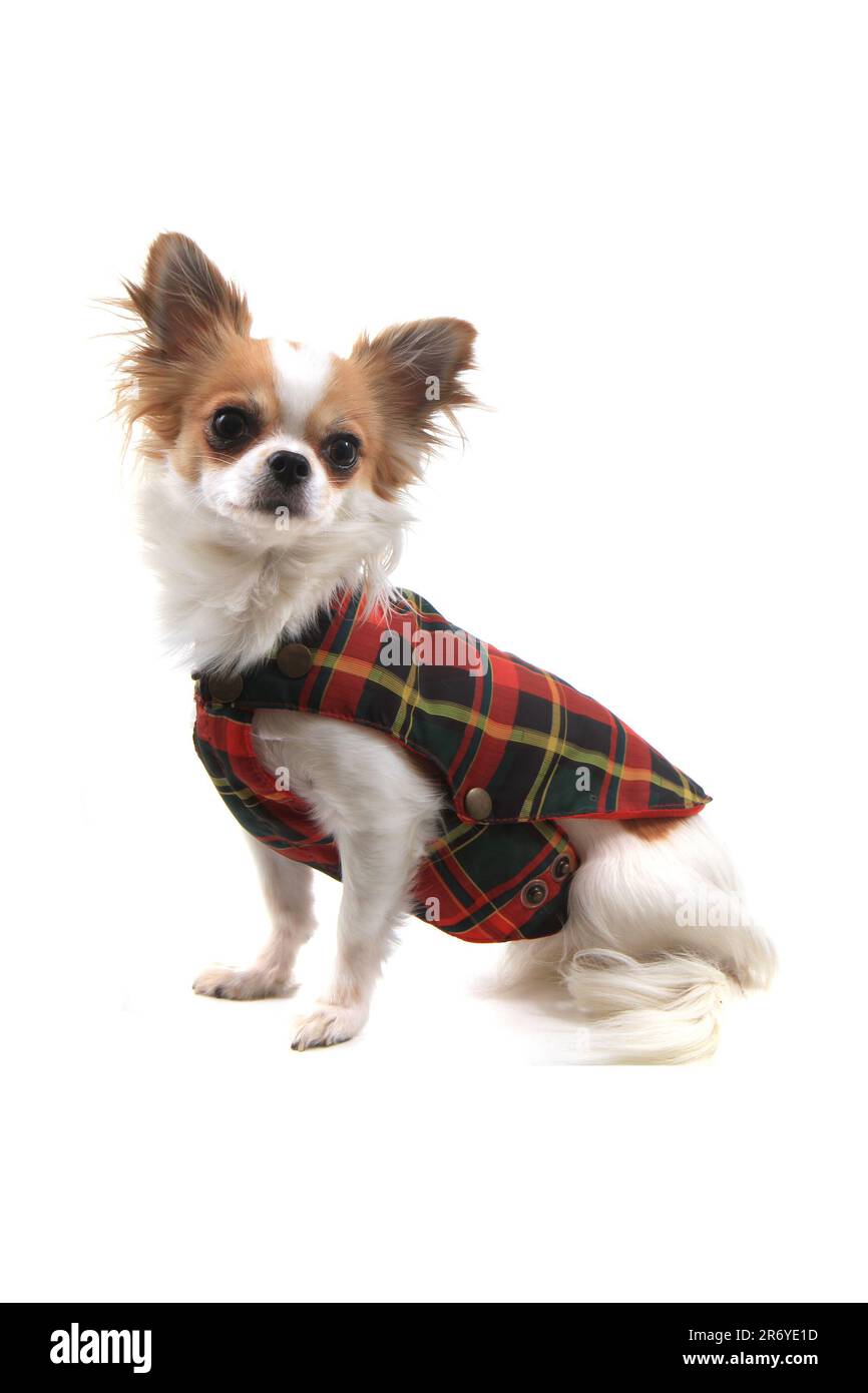 Gekleidete chihuahua Violka isoliert auf weißem Hintergrund Stockfoto
