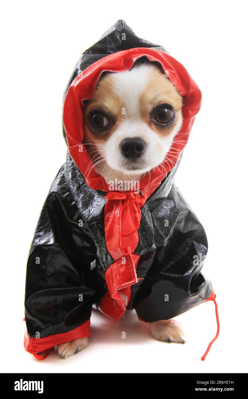 Gekleidete chihuahua Violka isoliert auf weißem Hintergrund Stockfoto