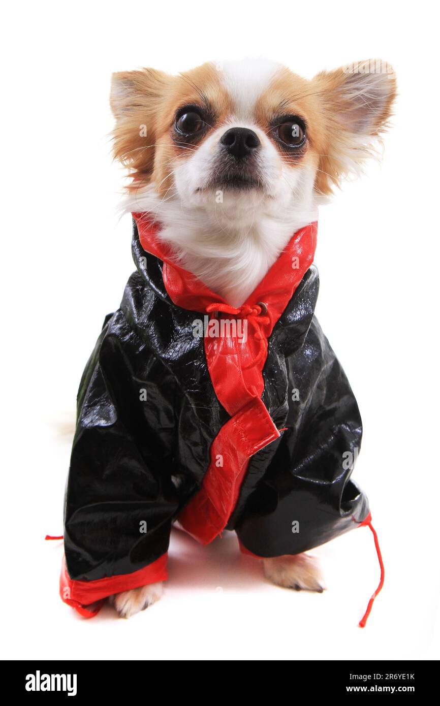 Gekleidete chihuahua Violka isoliert auf weißem Hintergrund Stockfoto
