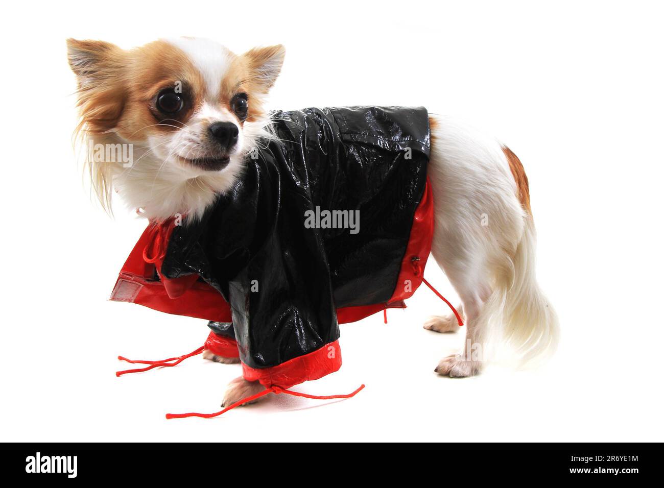 Gekleidete chihuahua Violka isoliert auf weißem Hintergrund Stockfoto