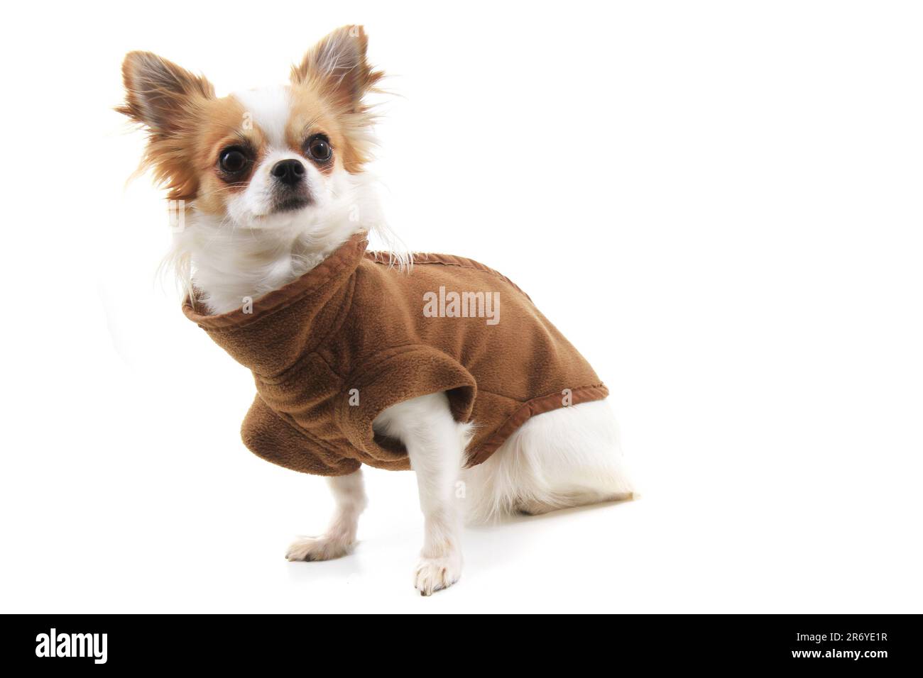 Gekleidete chihuahua Violka isoliert auf weißem Hintergrund Stockfoto