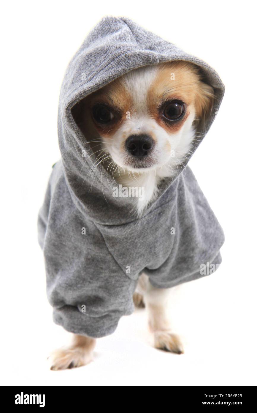 Gekleidete chihuahua Violka isoliert auf weißem Hintergrund Stockfoto