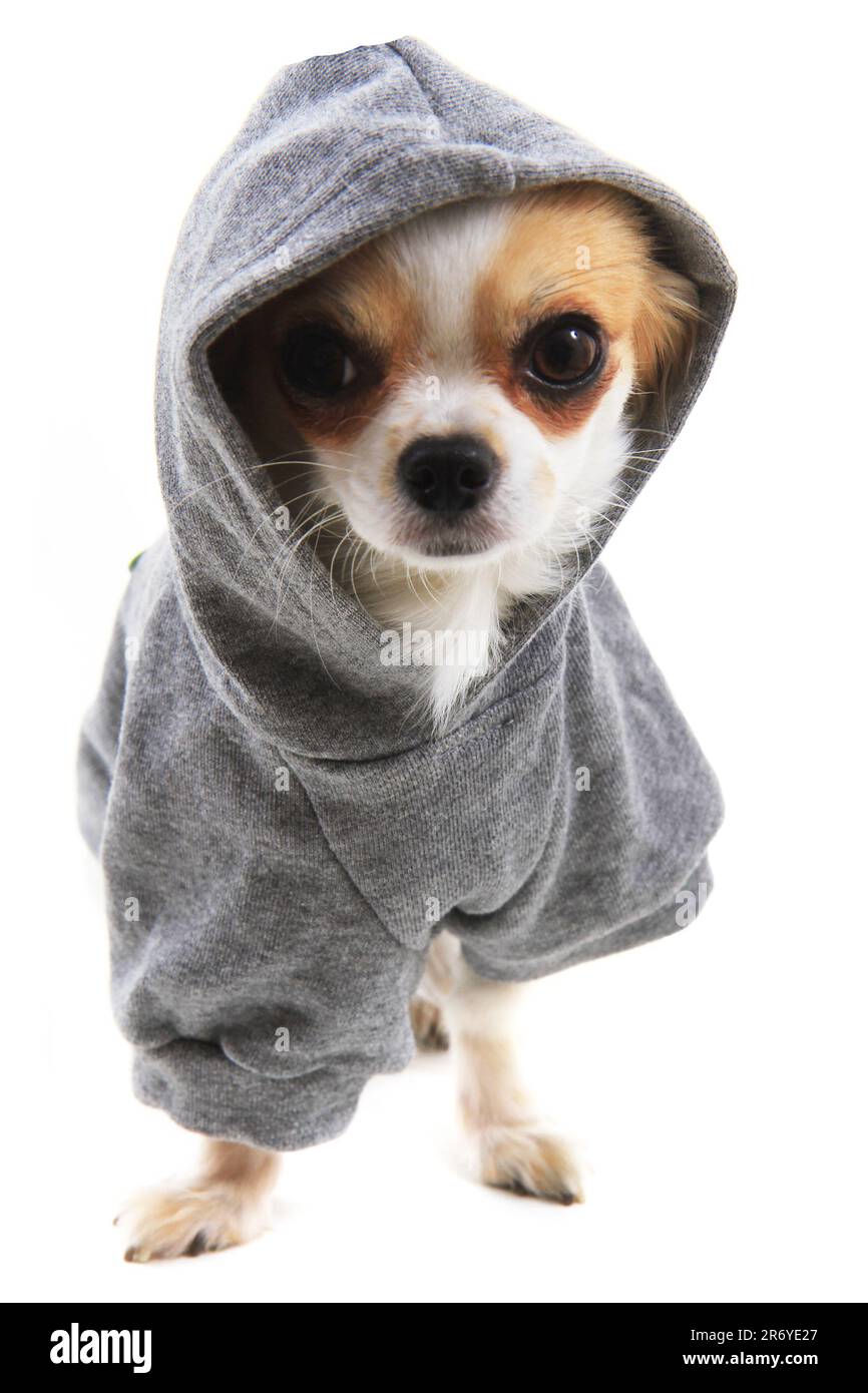 Gekleidete chihuahua Violka isoliert auf weißem Hintergrund Stockfoto