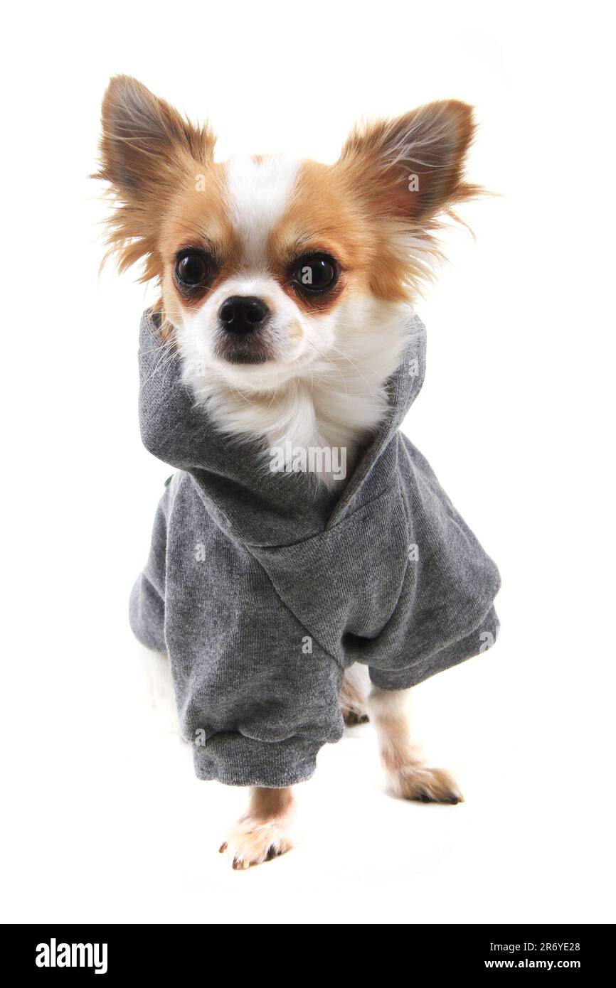 Gekleidete chihuahua Violka isoliert auf weißem Hintergrund Stockfoto