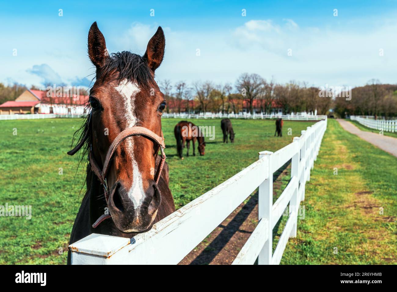 Pferdeassistiertes Therapiekonzept, junge Pferdestuten auf der Paddock-Ranch, Selektivfokus Stockfoto