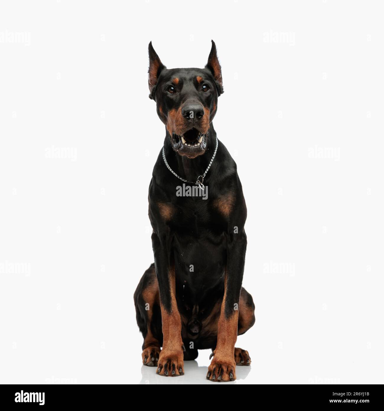 Wtender Dobermann-Hund mit silbernem Halsband, der nach vorne blickt und  bellt, whrend er vor einem hellgrauen Hintergrund sitzt Stockfotografie -  Alamy