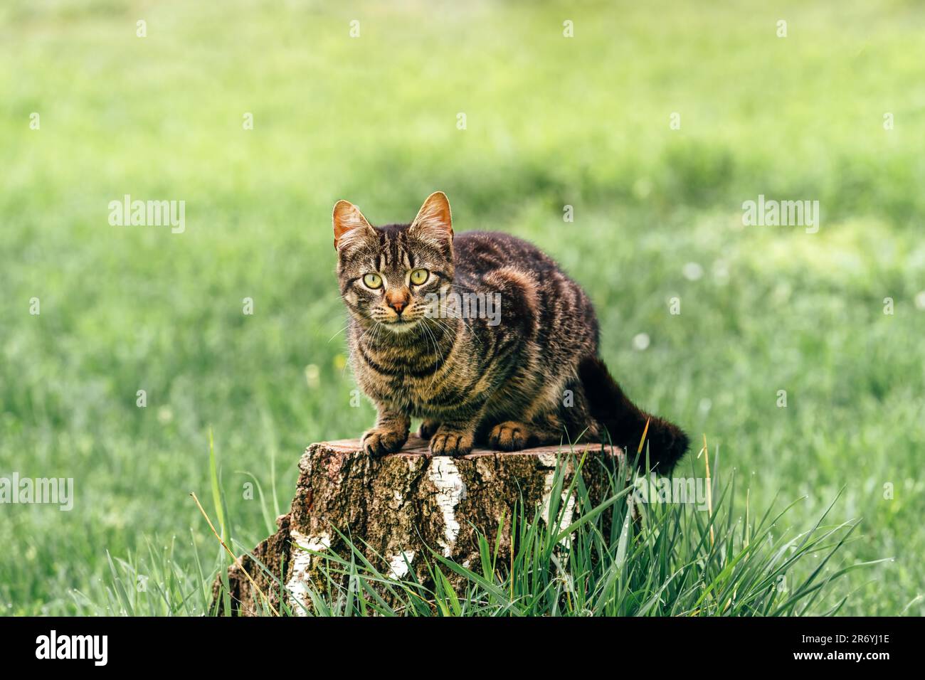 Süße junge Katze auf Baumstumpf im Garten, die auf die Kamera schaut, selektive Fokussierung Stockfoto