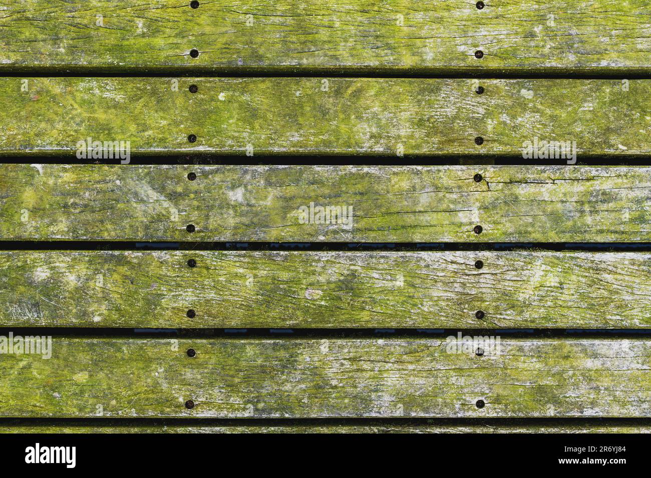 Grüner Schimmel über dem Hartholzboden im Park in Halmstad, Schweden. Draufsicht. Stockfoto