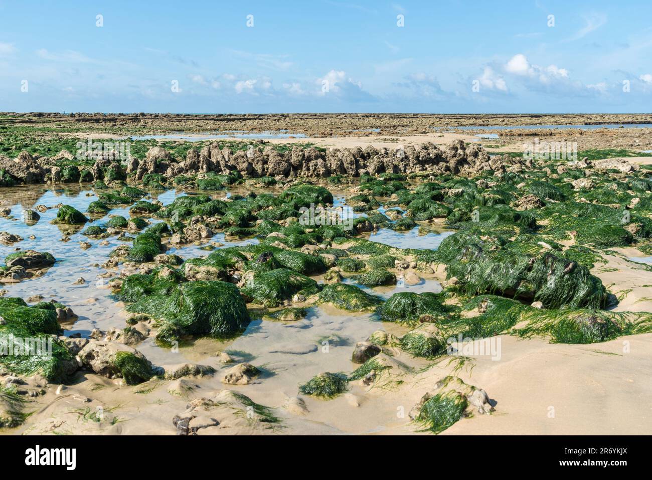 Oléron Island (Charente Maritime, Frankreich). Mit Algen bedeckte Felsen am Strand von Saint-Pierre Stockfoto