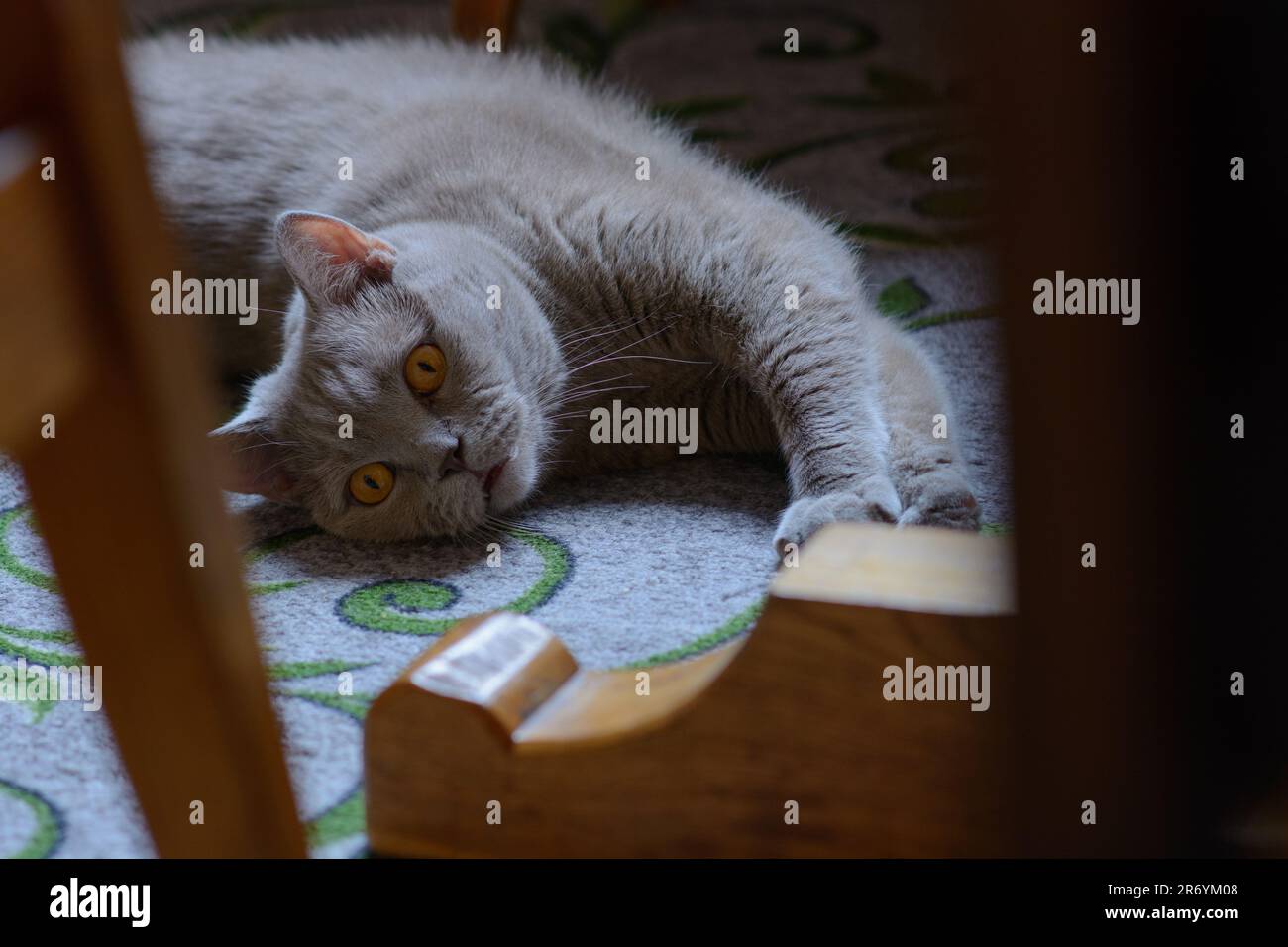 Eine graue schottische Straight ruht auf dem Teppich. Haustiere. Ich kümmere mich um vierbeinige Freunde. Tiere als Hilfe in Stresssituationen. Stabilisierung des Stockfoto