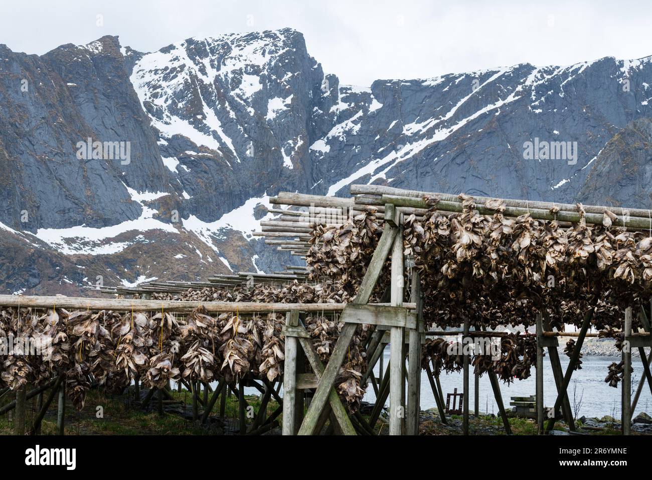 Stockfisch, Reine Lofoten, Norwegen Stockfoto