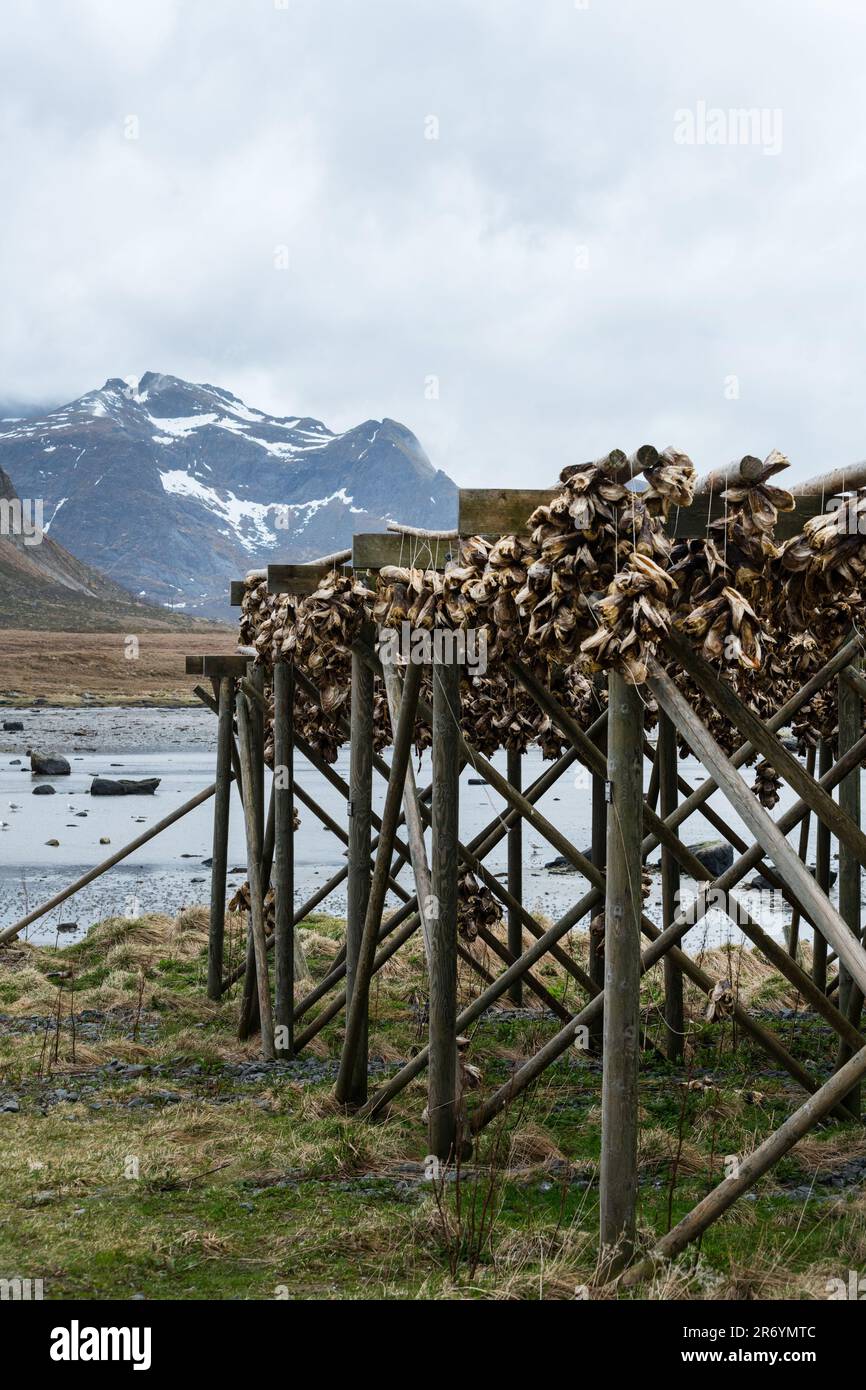 Stockfisch, Reine Lofoten, Norwegen Stockfoto