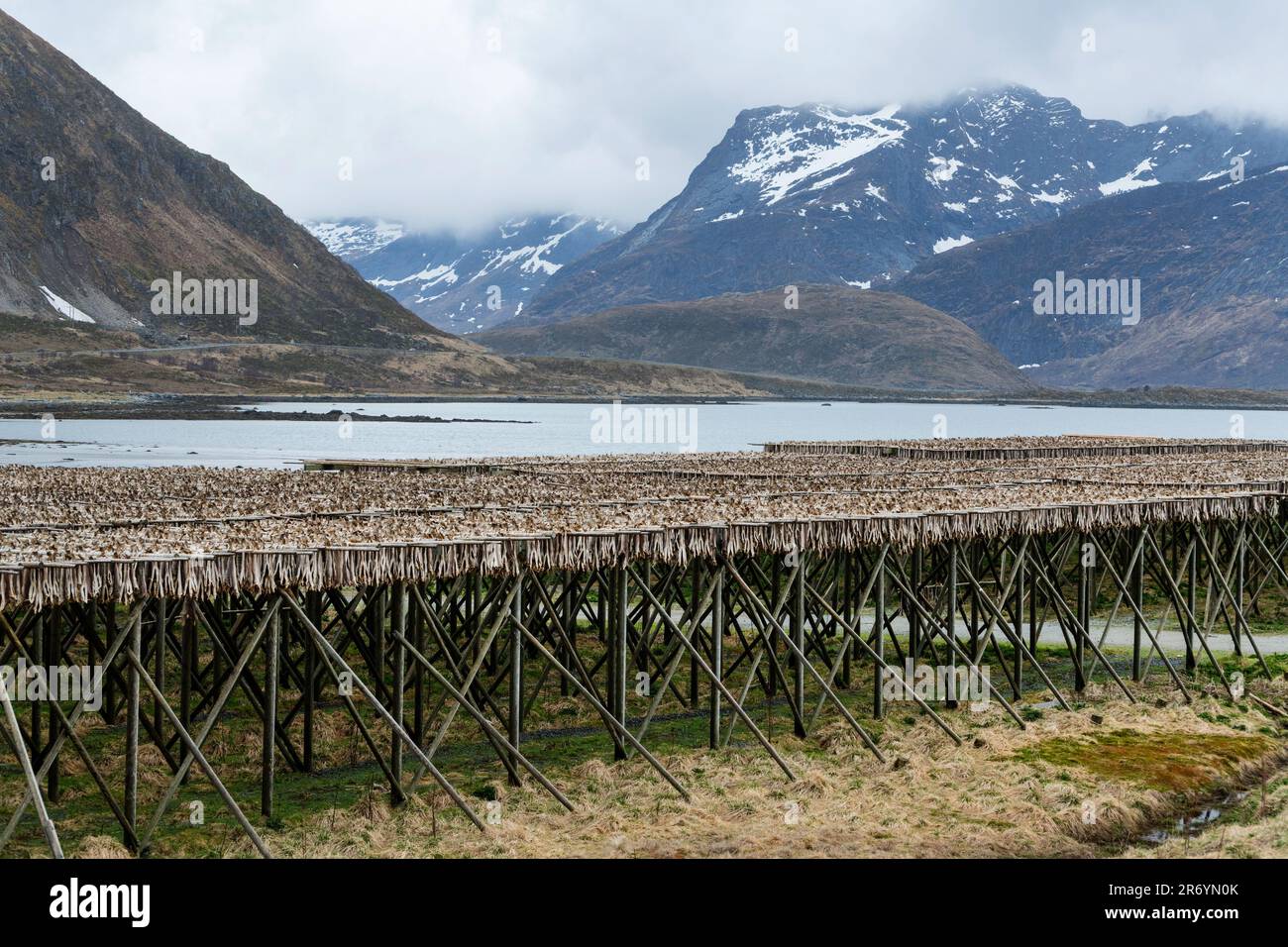 Stockfisch, Reine Lofoten, Norwegen Stockfoto