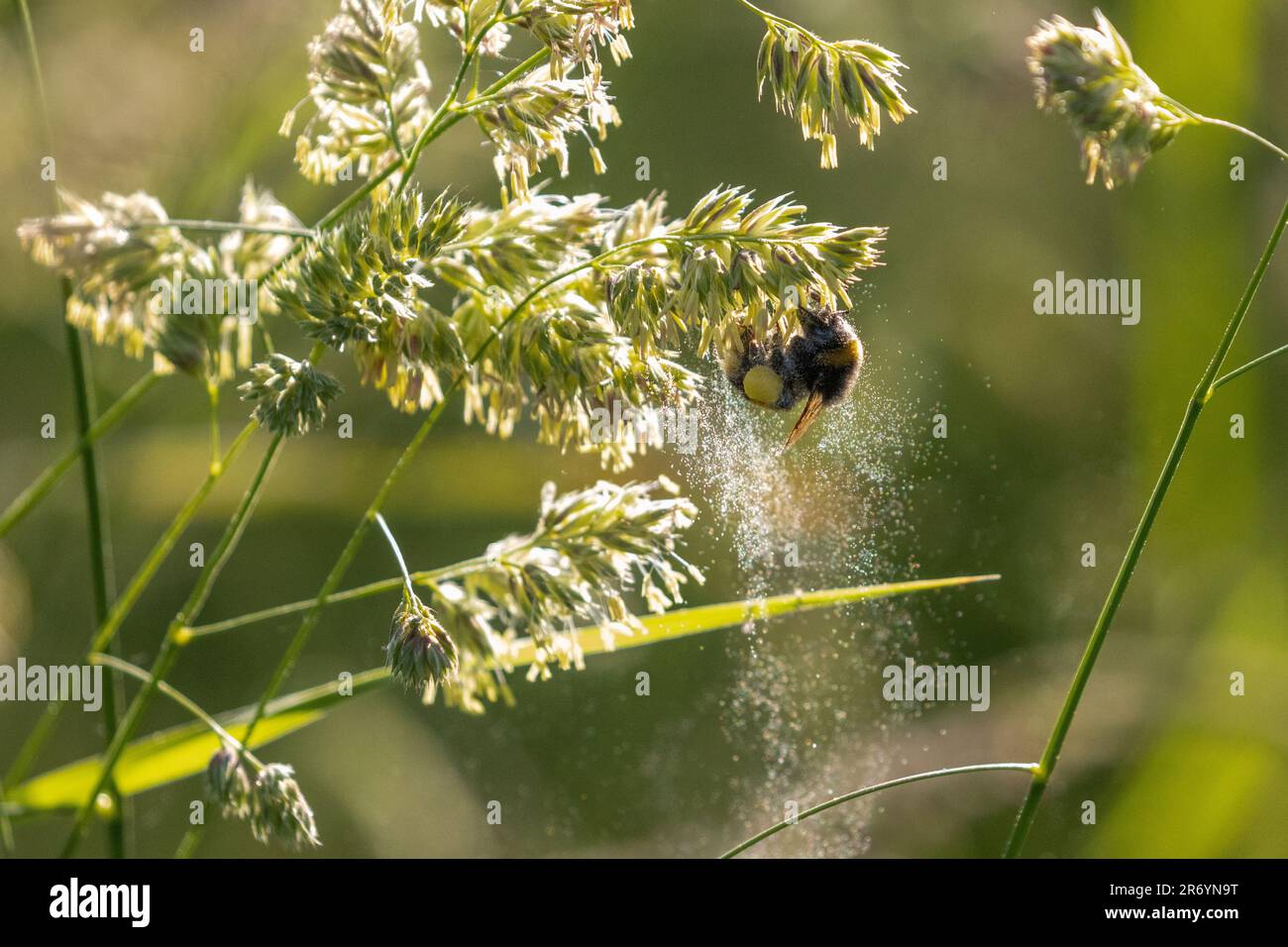 Tierwelt des Vereinigten Königreichs - 12. Juni 2023 - hohe Pollenzahl an einem heißen Sommermorgen mit Bienen, die Pollen durch die Gräser streuen, Burley-in-Wharfedale, Ilkley, West Yorkshire, England, UK. Kredit: Rebecca Cole/Alamy Live News Stockfoto