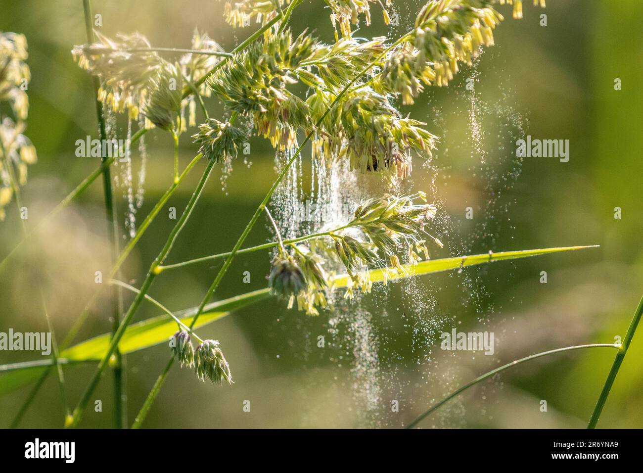 Wetter im Vereinigten Königreich - 12. Juni 2023 - hohe Pollenzahl an einem heißen Sommermorgen mit Bienen, die Pollen durch die Gräser streuen, Burley-in-Wharfedale, Ilkley, West Yorkshire, England, UK. Kredit: Rebecca Cole/Alamy Live News Stockfoto