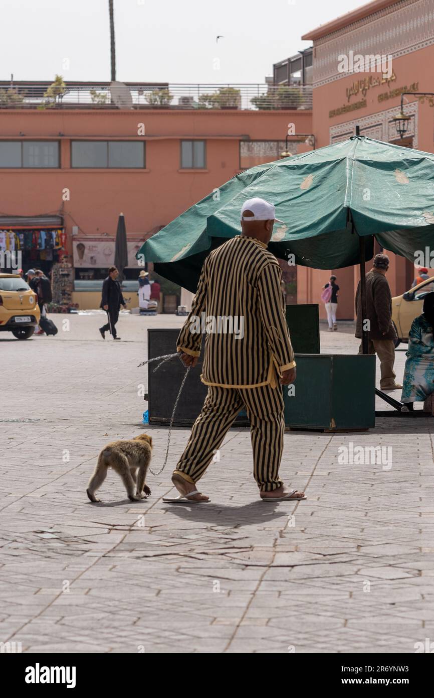 Captive Barbery Macaques wurden als Touristenaufsteller in Marrakesch verwendet Stockfoto
