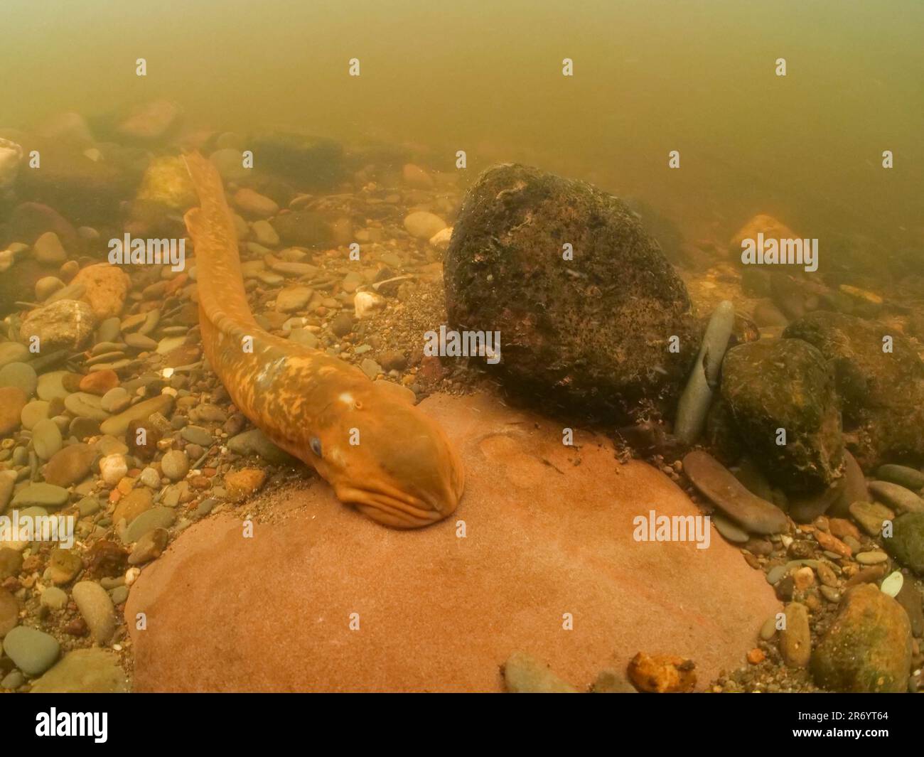 Seeflugzeuge auf einem redd in nordwales Stockfoto