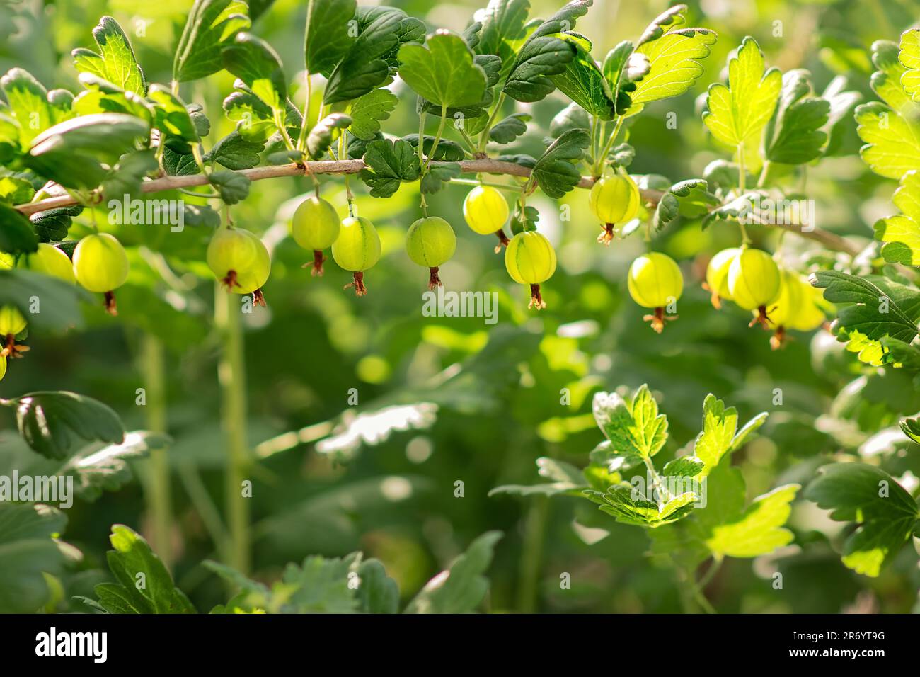 Ein wunderschöner und grüner Stachelbeerbusch, Beeren schimmern auf einem Zweig in den Sonnenstrahlen, wie eine Reihe großer grüner Perlen, ein wunderschöner Landgarten Stockfoto